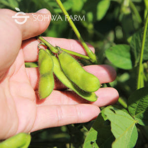 2025년 국산 햇 서리태 1kg검은콩 속청 검정콩 맛있게 먹은 솔직 후기 - 상품 이미지 3