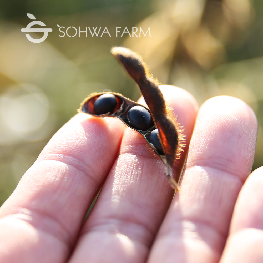 2024년 국산 쥐눈이콩 1kg 약콩 검은콩