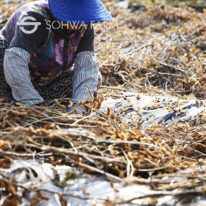 2025년 국산 햇 서리태 1kg검은콩 속청 검정콩 맛있게 먹은 솔직 후기 - 상품 이미지 4