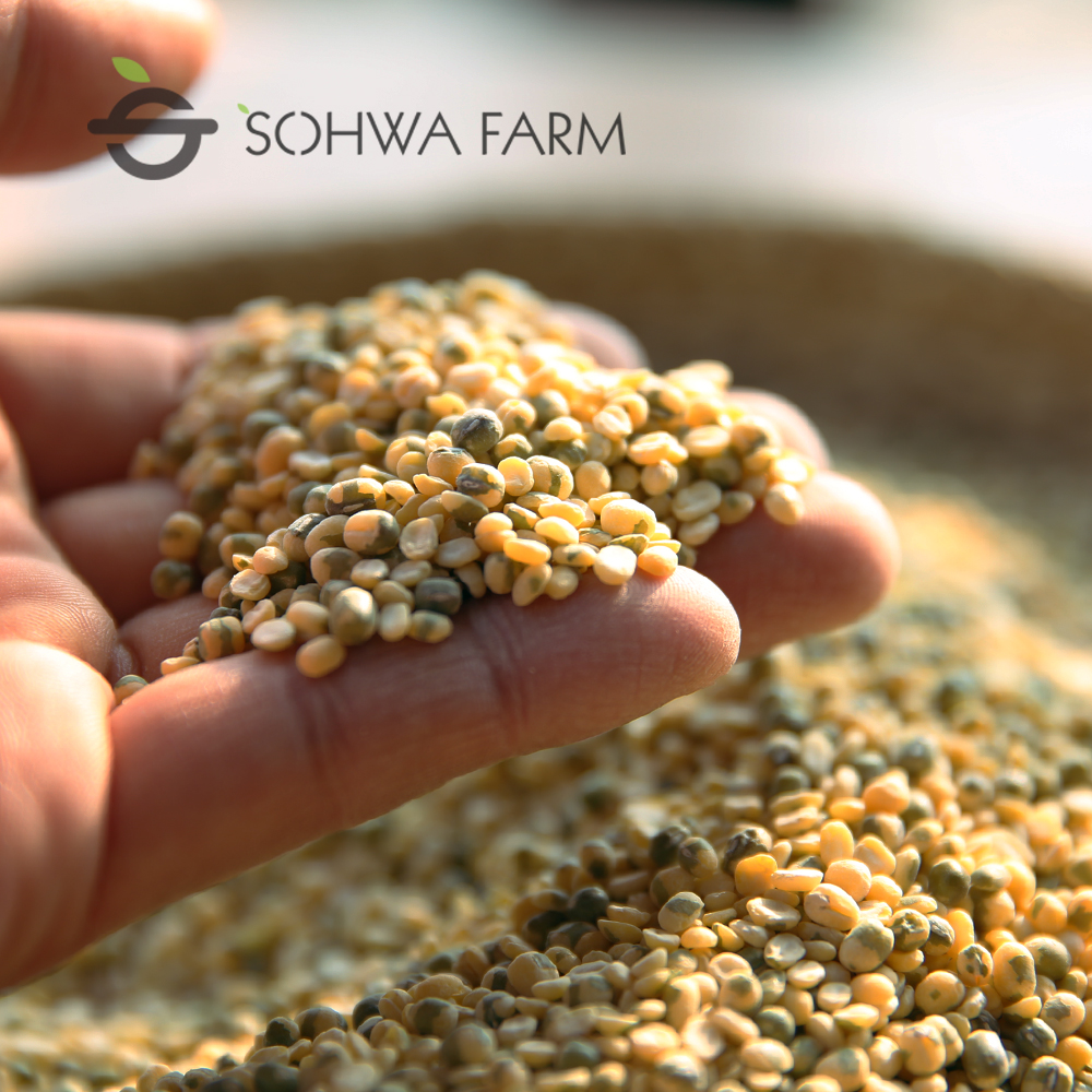 2025년 국산 깐녹두 1kg 기피 거피 녹두