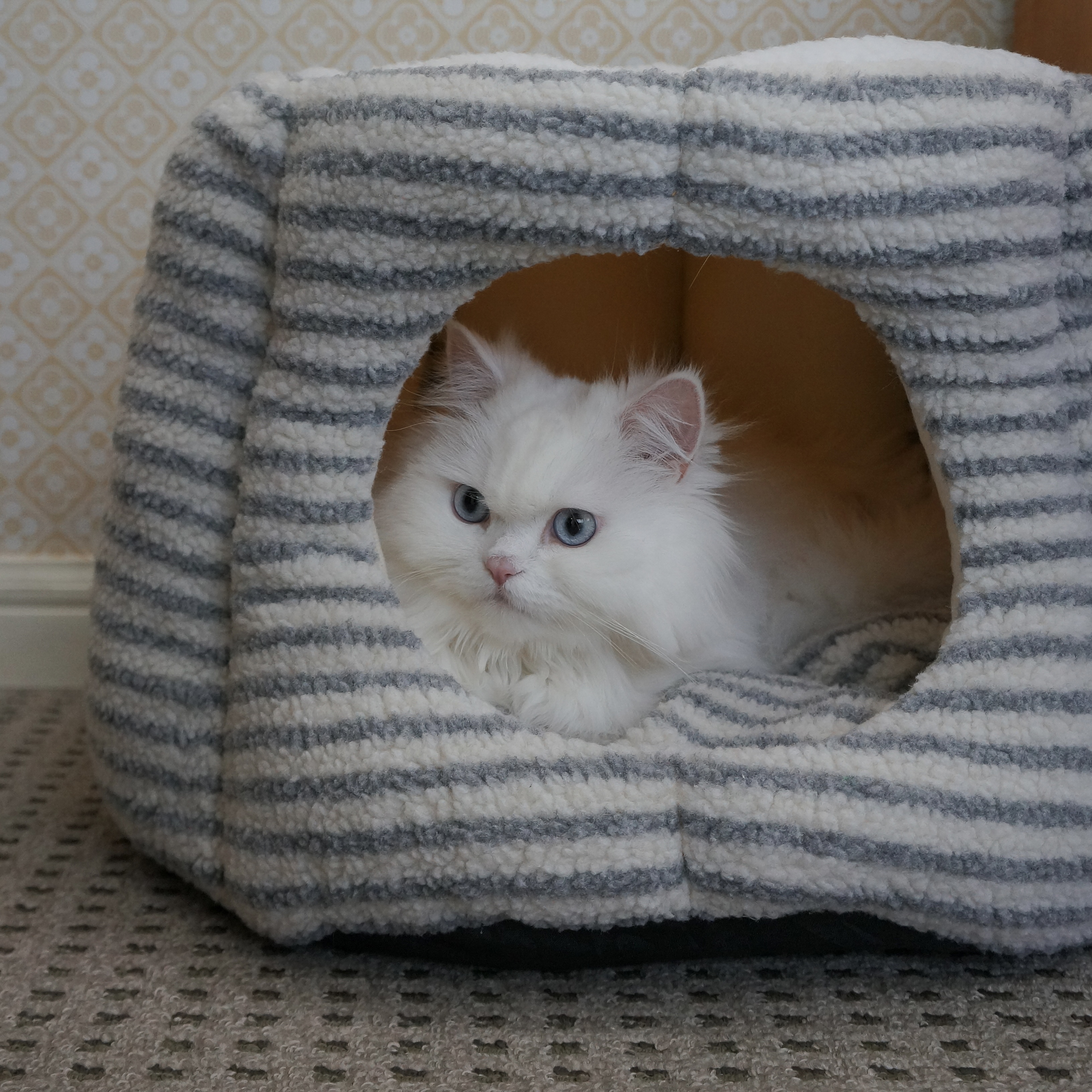 가티가티 고양이 숨숨집 텐트 하우스 강아지 집