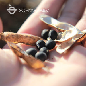 2025년 국산 햇 서리태 1kg검은콩 속청 검정콩 맛있게 먹은 솔직 후기 - 상품 이미지 2