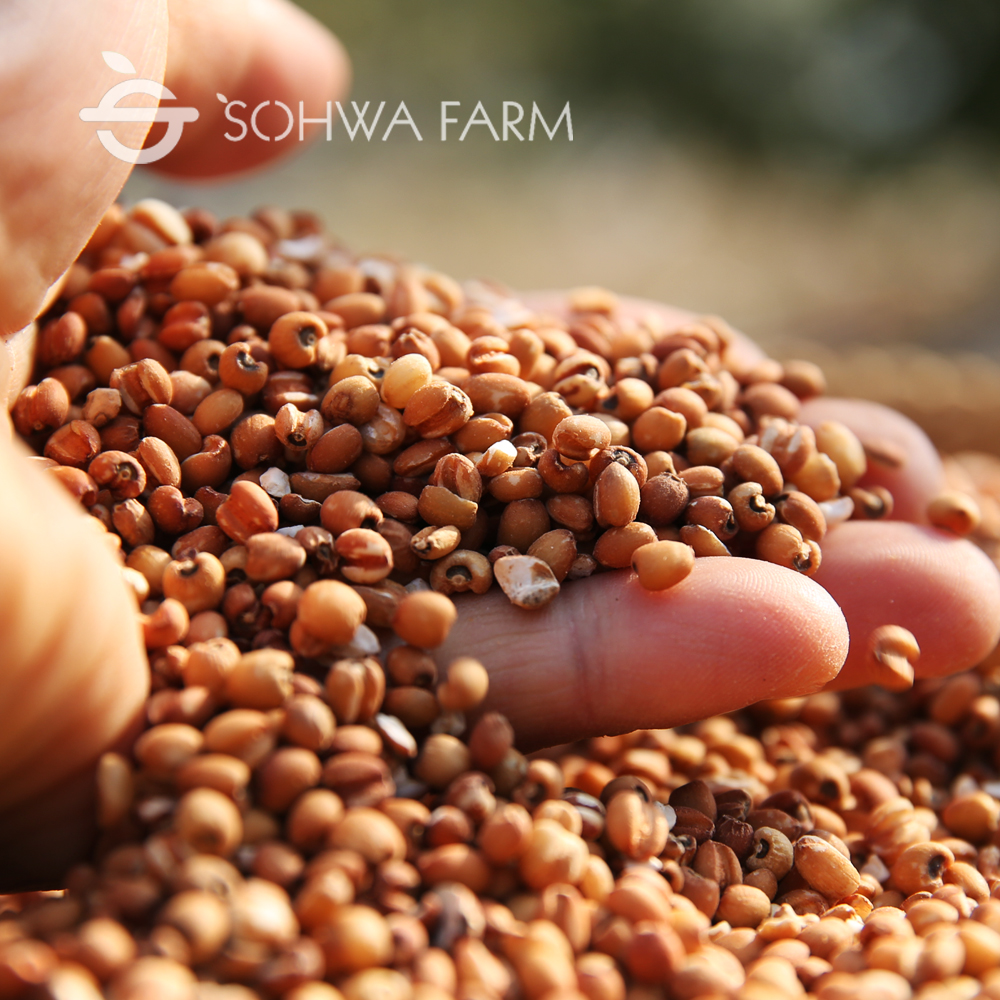 2024년 국산 현미율무 1kg 율무쌀