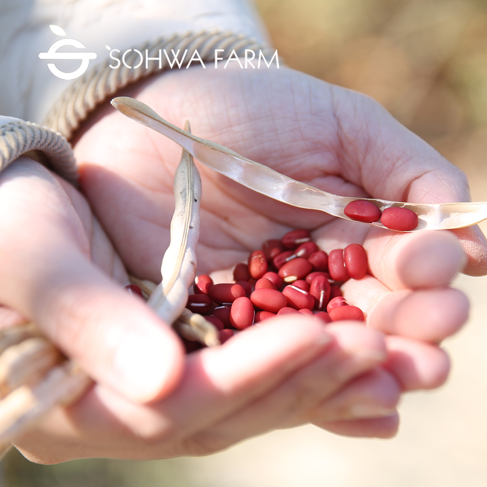 2024년 햇 국산 팥 1kg 적두 붉은팥