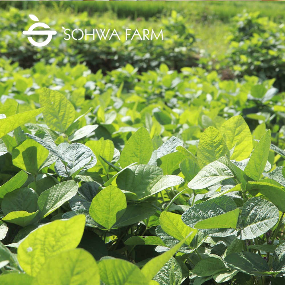 2025년 거피 검은팥 1kg 깐거두 거피팥 - 상세 이미지 5