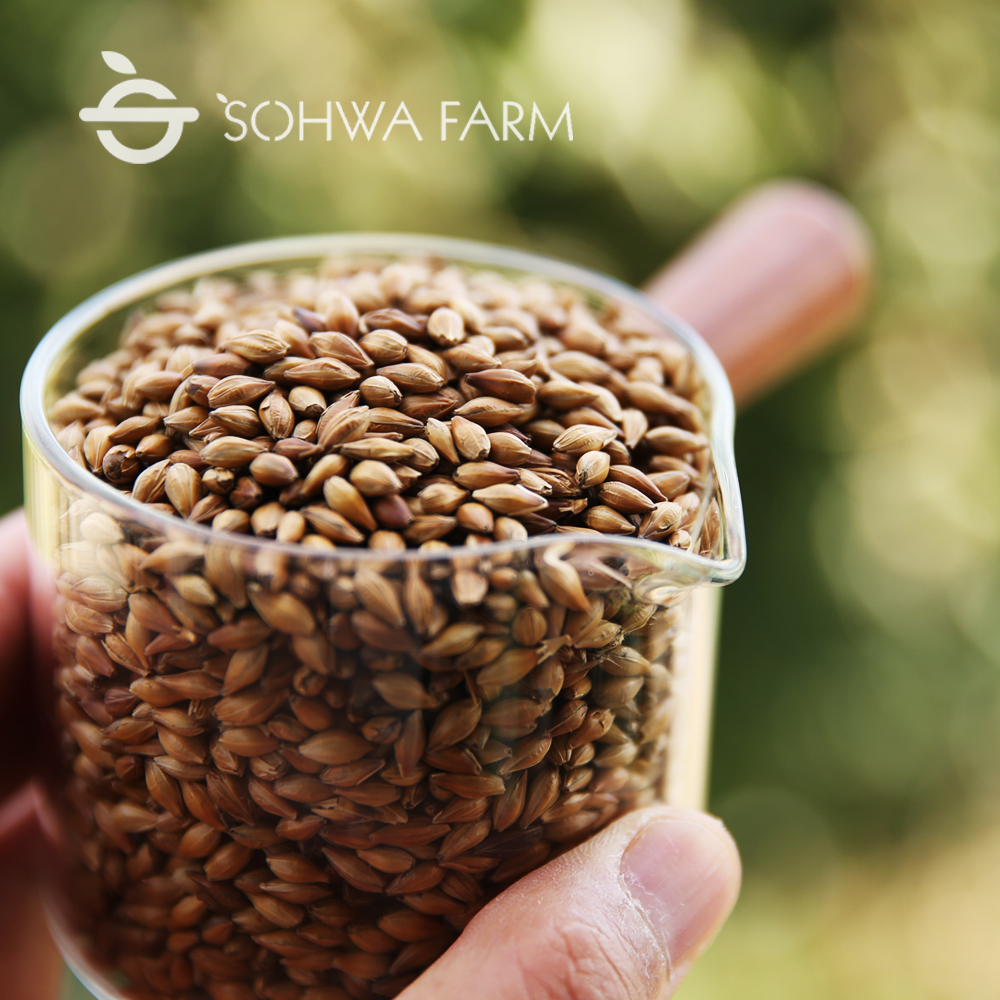 저온에서 타지않게 볶은 국산 보리차 500g