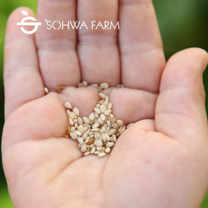 2025년 국산 햇 참깨 1kg 예천참깨 맛있게 먹은 솔직 후기 - 상품 이미지 2