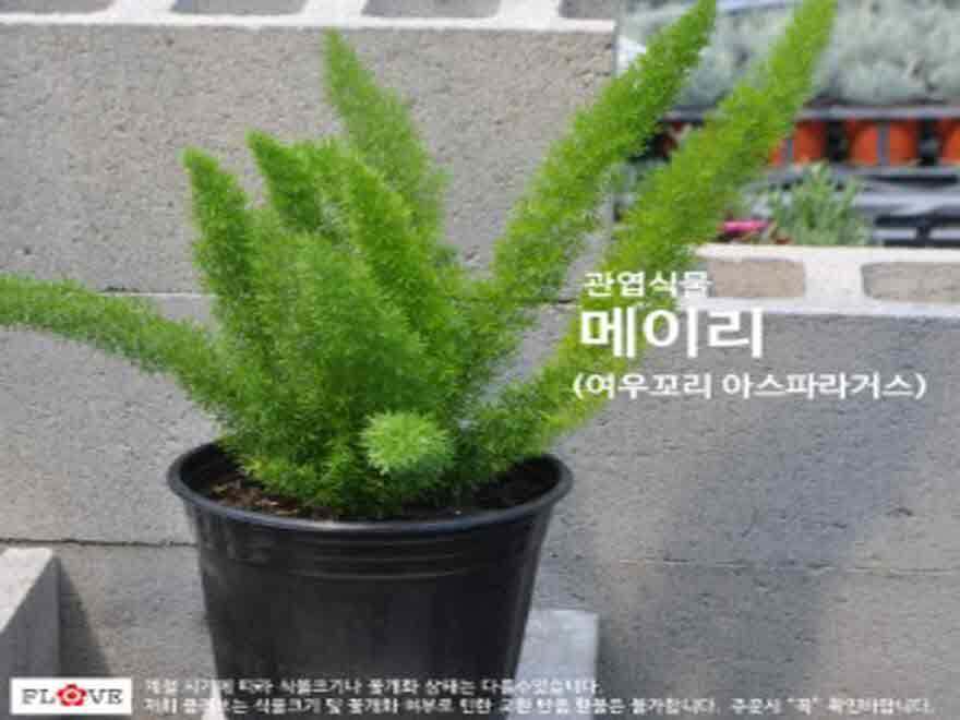 FL 메이리 1개 : 녹색그린농산