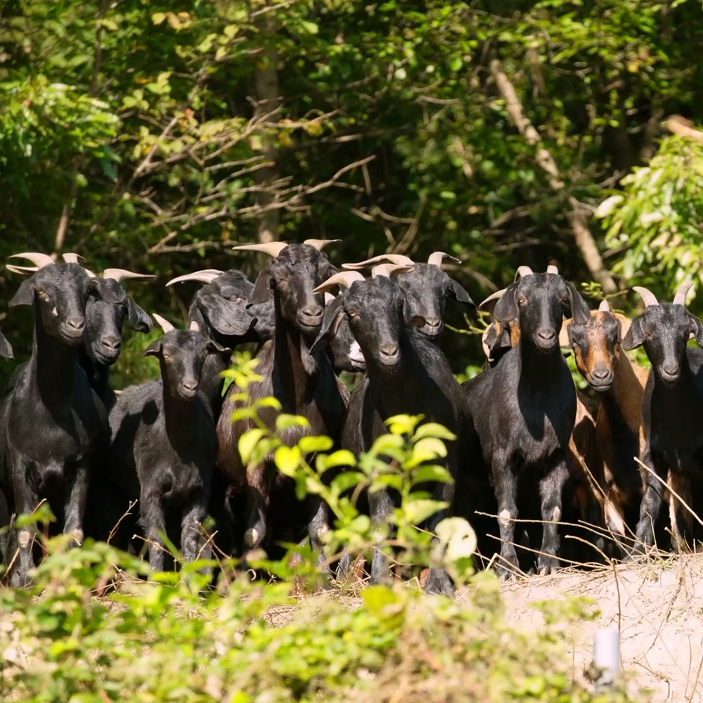 황금이네 자연방목 흑염소진액 엑기스 흑염소즙 100ml 150포(한마리) - 상세 이미지 5