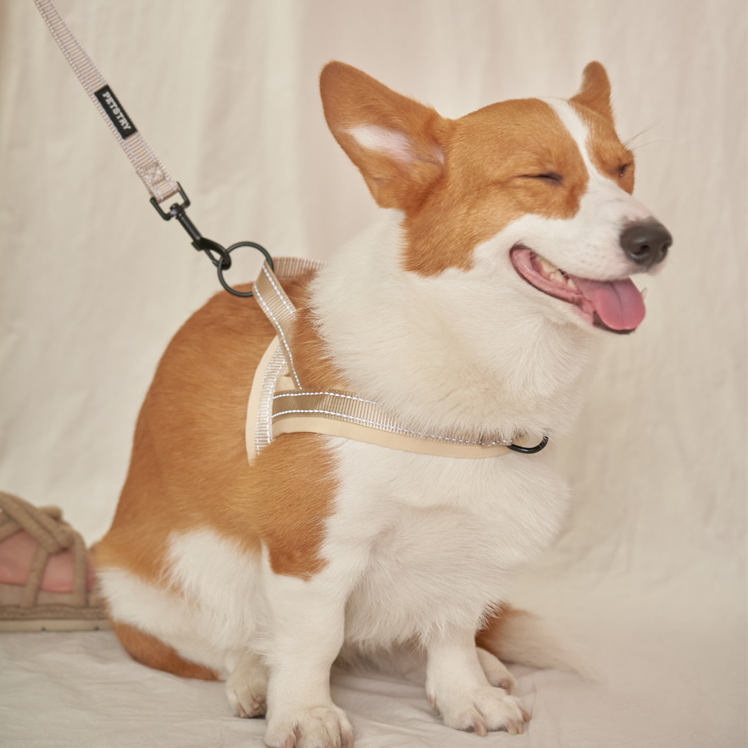 펫스츄리 강아지 앞섬방지 하네스 에어쿠션 가슴줄 대형견 산책 훈련 XS