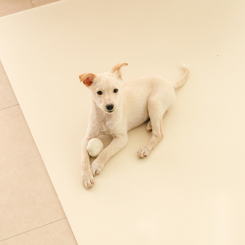 구루구루 슬림핏 펫 매트 롤형 강아지 롤매트 고양이 미끄럼방지 슬개골보호 방수 식물성분함유