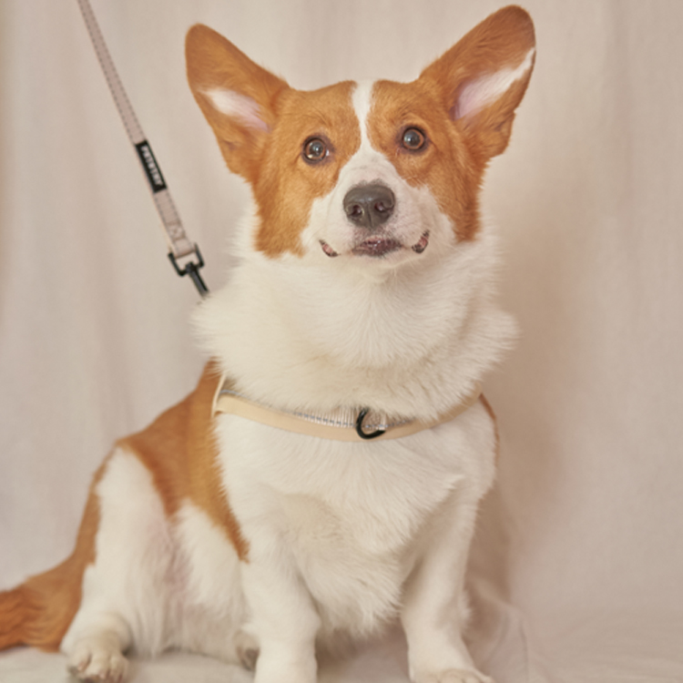 펫스츄리 강아지 앞섬방지 하네스 에어쿠션 가슴줄 대형견 산책 훈련 XS