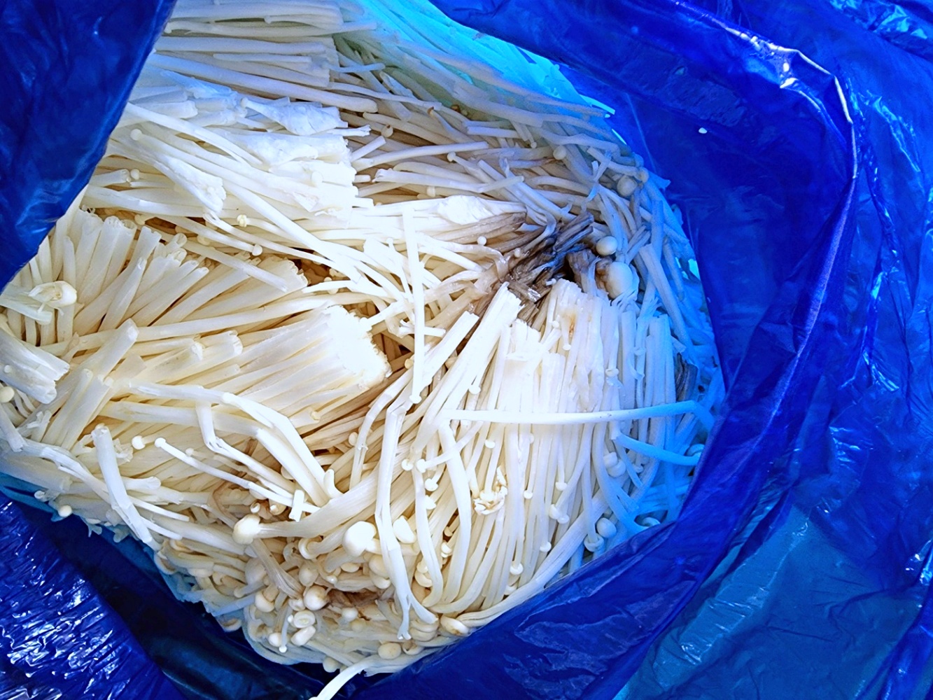 팽이버섯 2kg 국내산 - 상품 이미지