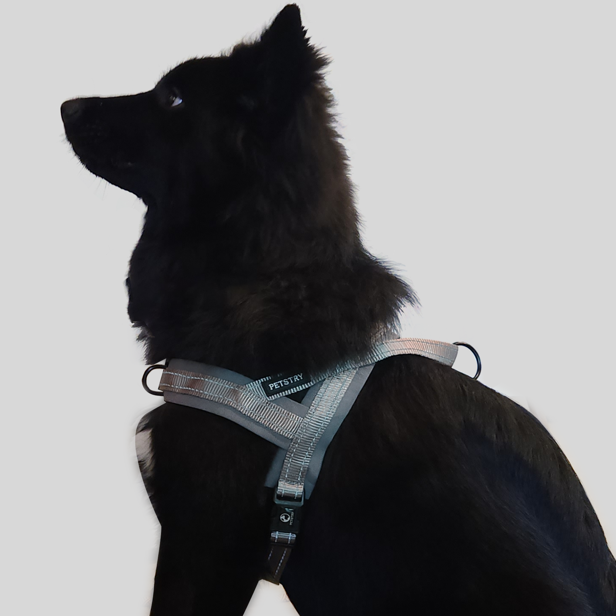 펫스츄리 강아지 앞섬방지 하네스 에어쿠션 가슴줄 대형견 산책 훈련 XS