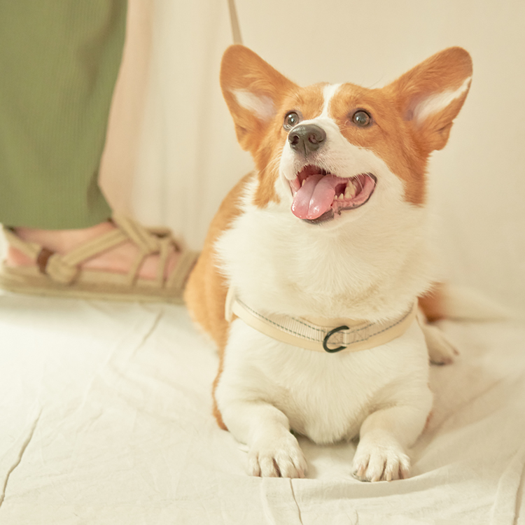 펫스츄리 강아지 앞섬방지 하네스 에어쿠션 가슴줄 대형견 산책 훈련 XS