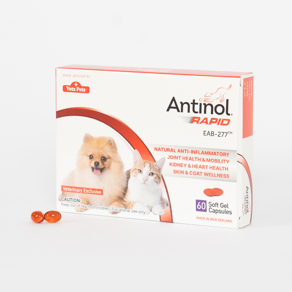 안티놀 래피드 강아지 고양이 관절 슬개골 영양제 관절건강, 60캡슐, 1개
