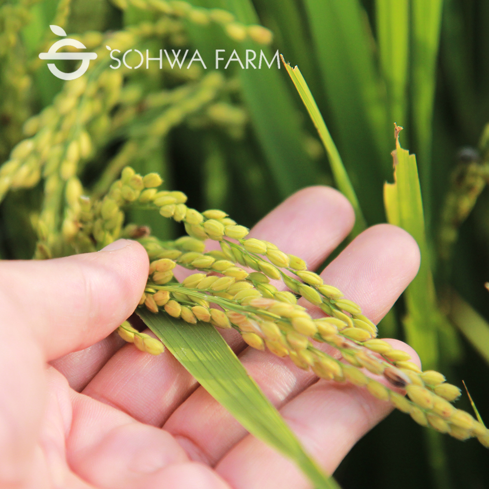 2025년 백미 현미 2024년 찰현미 찹쌀 5kg 혼합칠곡미 1kg