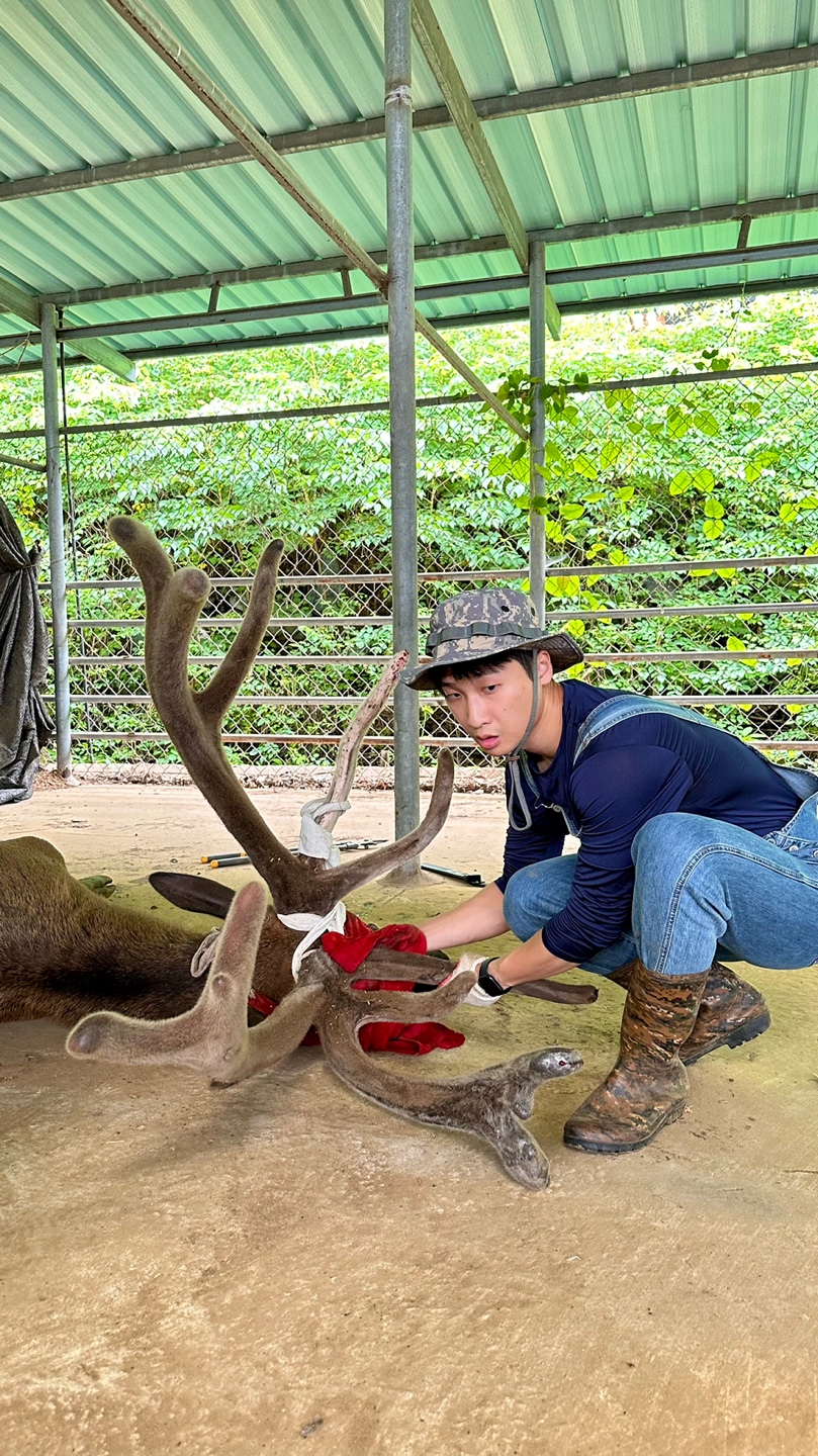 녹용 진액 휘록 청록원 사슴농장 녹용 보름분 녹용 사용후기