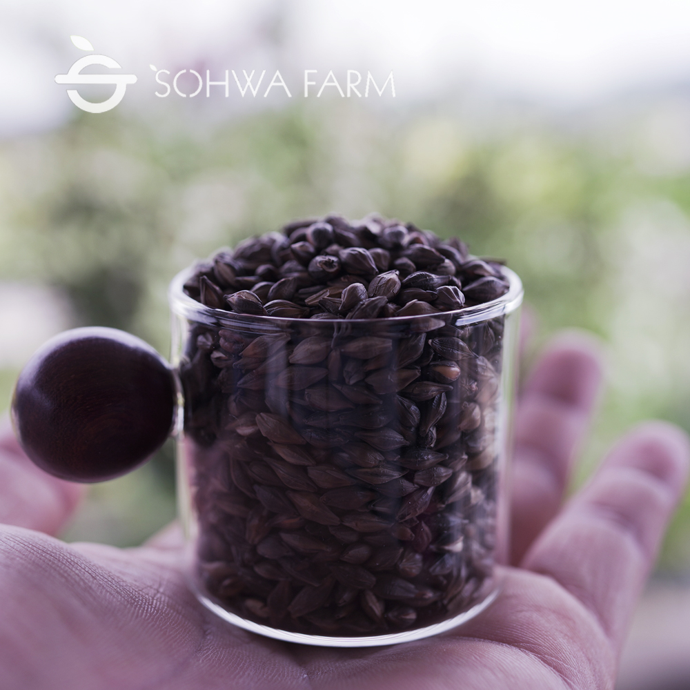 소화농장 국산 흑보리차 500g 검정 블랙 보리차 이미지 4