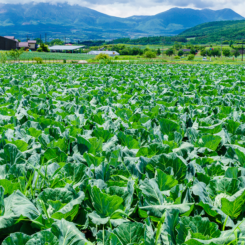 유기농 양배추즙 100ml 30포 진액 엑기스