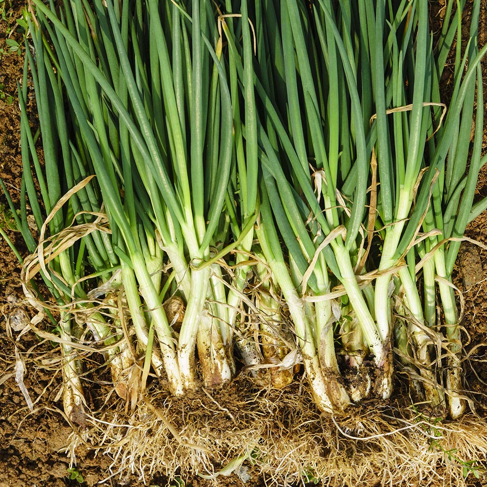 산지직송 국내산 쪽파 깐쪽파 흙쪽파 1kg 1단 - 상세 이미지 2