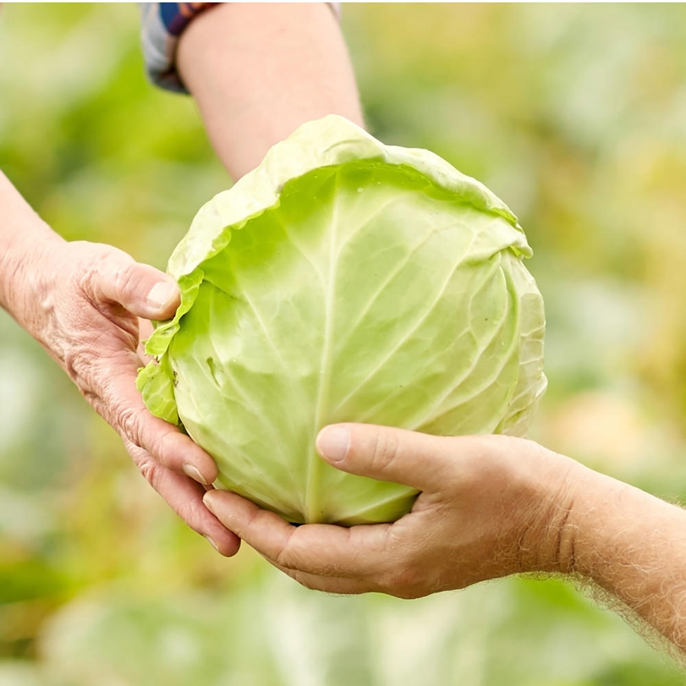 유기농 양배추즙 100ml 30포 진액 엑기스
