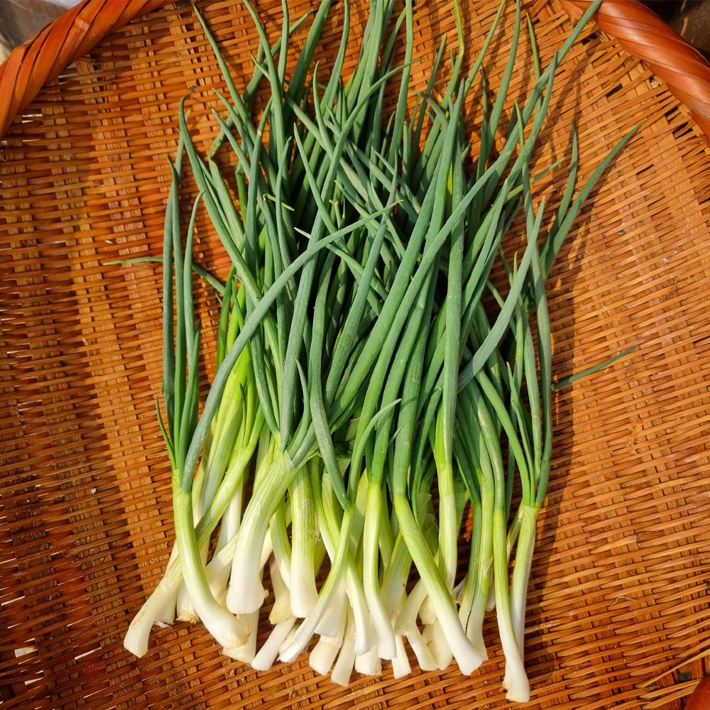 산지직송 국내산 쪽파 깐쪽파 흙쪽파 1kg 1단 - 상세 이미지 4