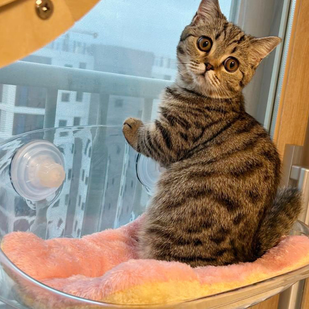 업그레이드 랩캣 고양이 투명 창문 해먹 윈도우 침대 이미지 2