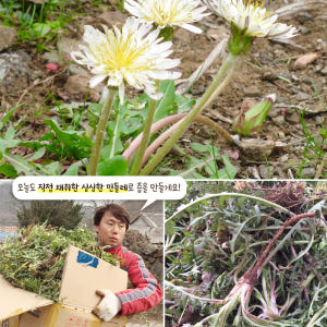 흰민들레즙 100ml 진액 엑기스 50포, 1개 맛있게 먹은 솔직 후기 - 상품 이미지 4