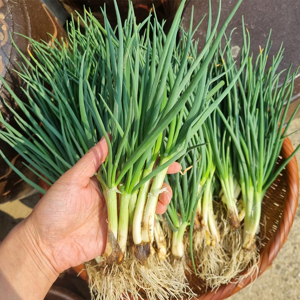 산지직송 국내산 쪽파 깐쪽파 흙쪽파 1kg 1단 - 상품 이미지