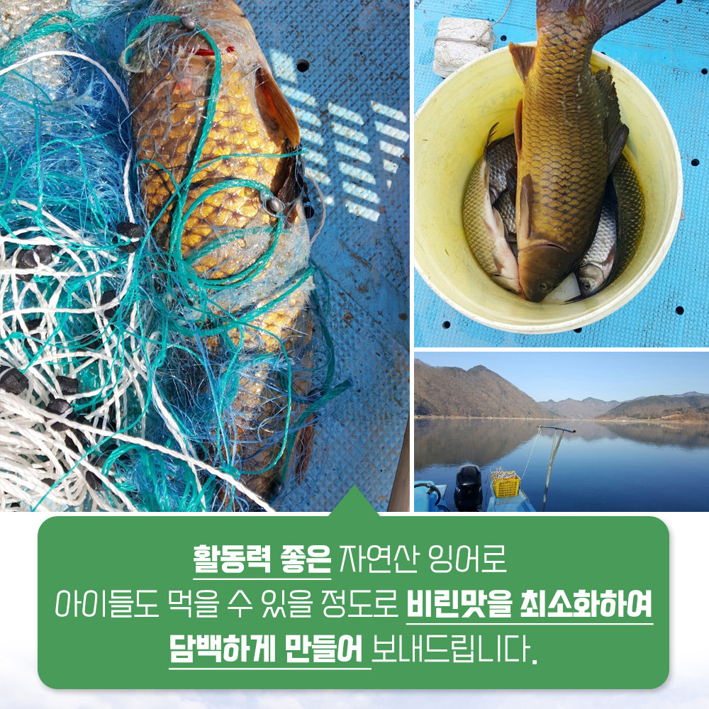 토종 잉어즙 100ml 30포 진액 엑기스 이미지 6