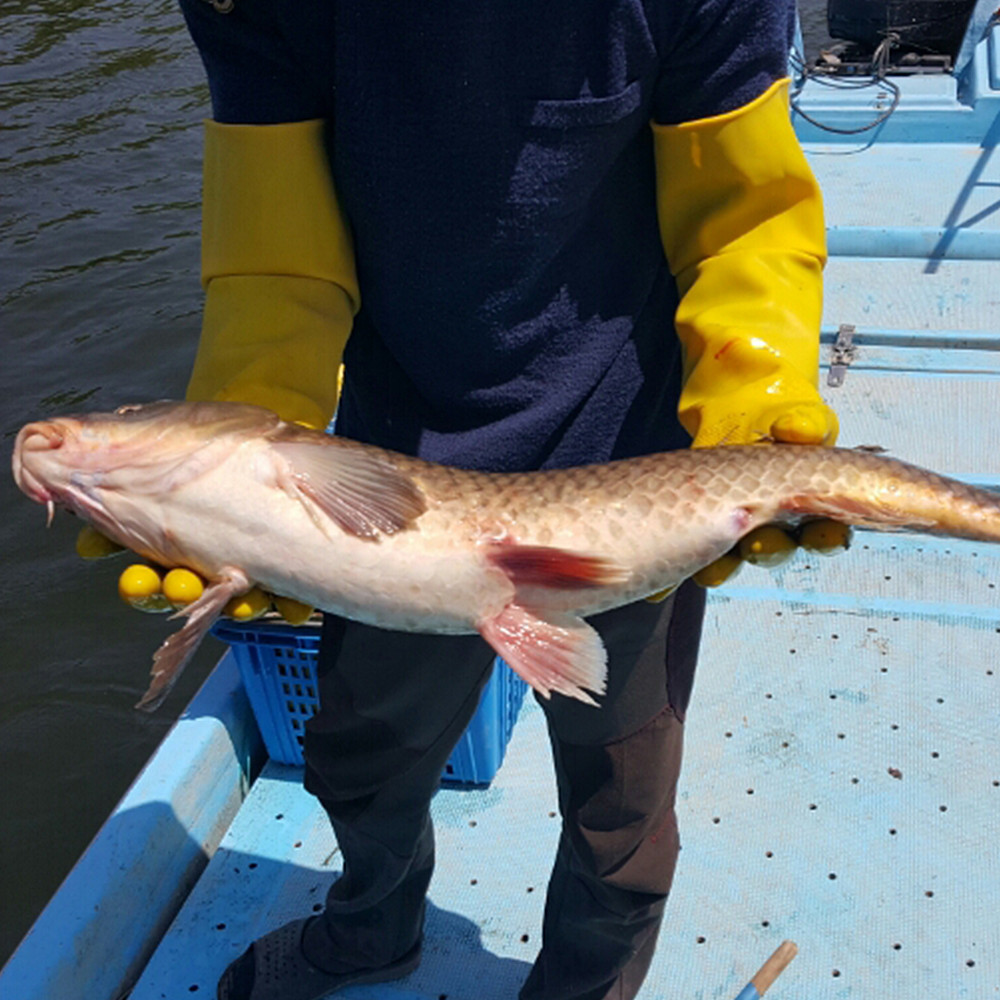 토종 잉어즙 100ml 30포 진액 엑기스 - 상세 이미지 2
