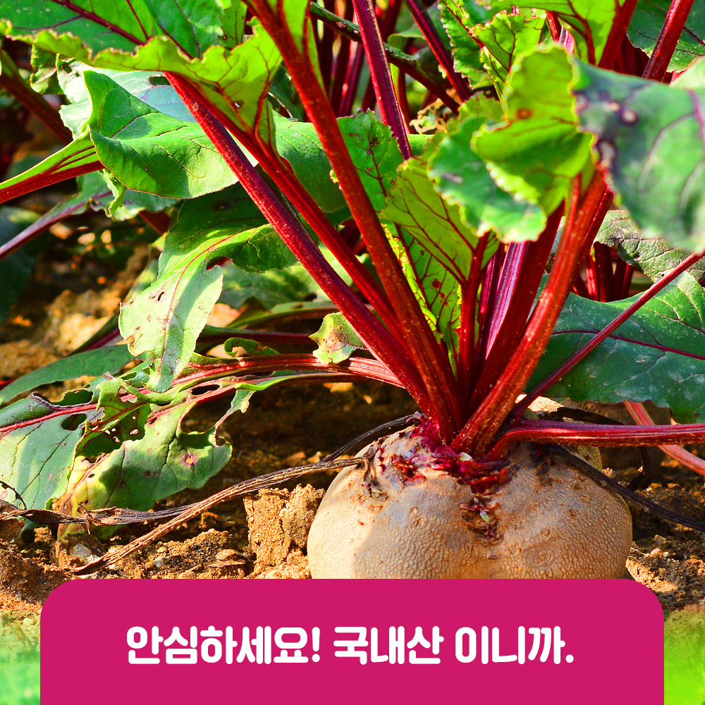 물없이 통째로 갈아만든 착즙 비트즙 100ml 30포 진액 엑기스 - 상세 이미지 4