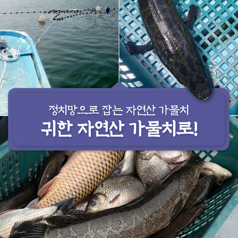 자연산 가물치즙 100ml 30포 진액 엑기스 - 상세 이미지 5