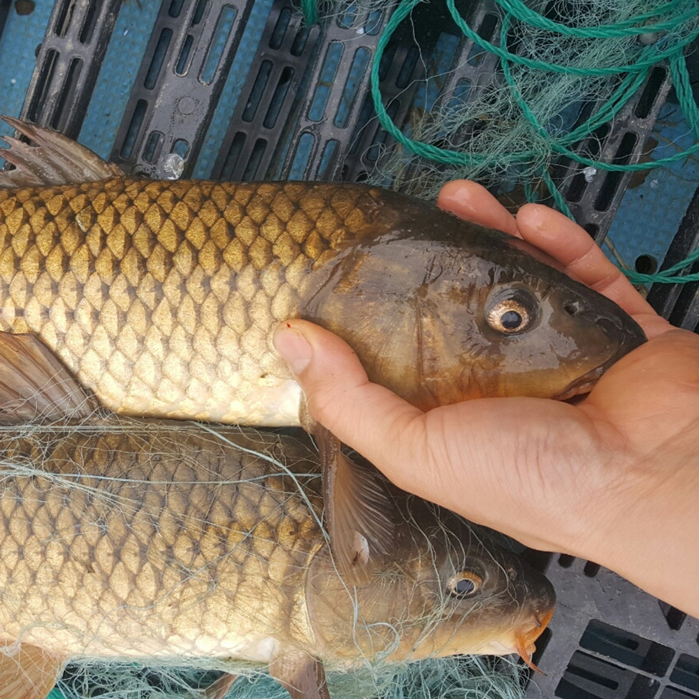 토종 잉어즙 100ml 30포 진액 엑기스 - 상세 이미지 4