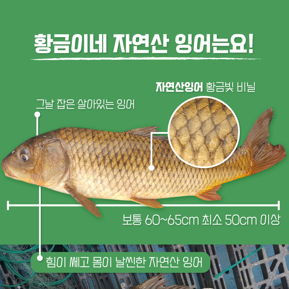 토종 잉어즙 100ml 30포 진액 엑기스 이미지 7