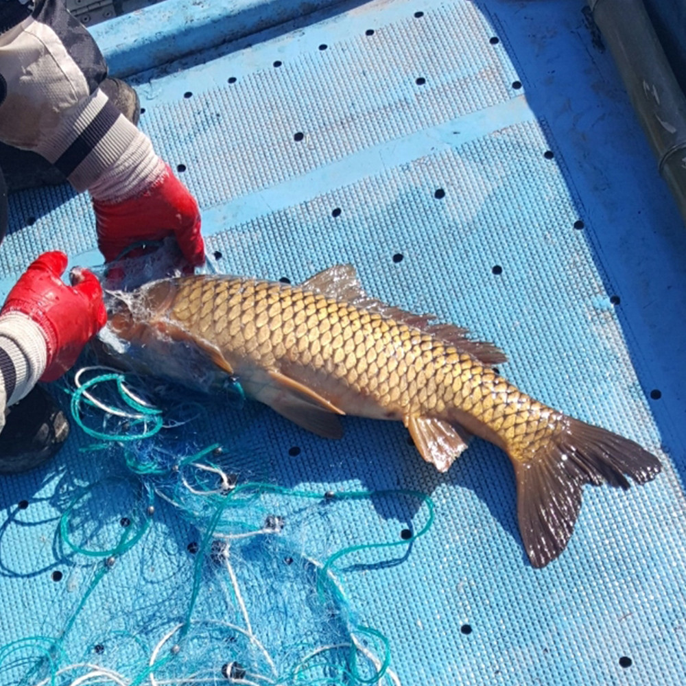 토종 잉어즙 100ml 30포 진액 엑기스 - 상세 이미지 3