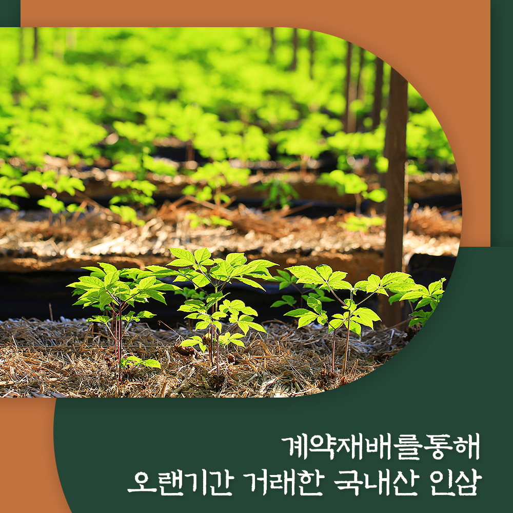 6년근 홍삼액 100ml 30포 즙 진액 엑기스 - 상세 이미지 3