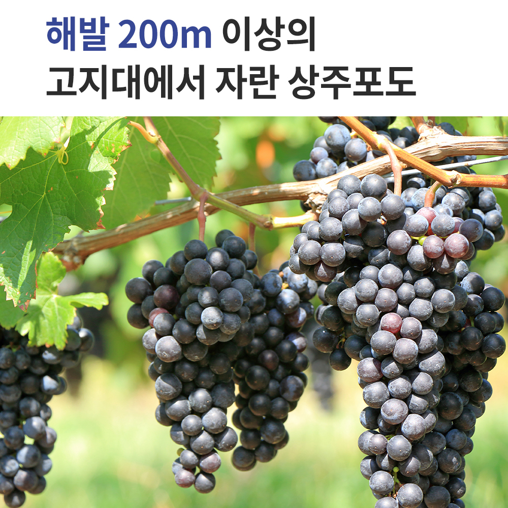 물넣지않은 nfc 착즙 포도즙 100ml 30포 주스 - 상세 이미지 3