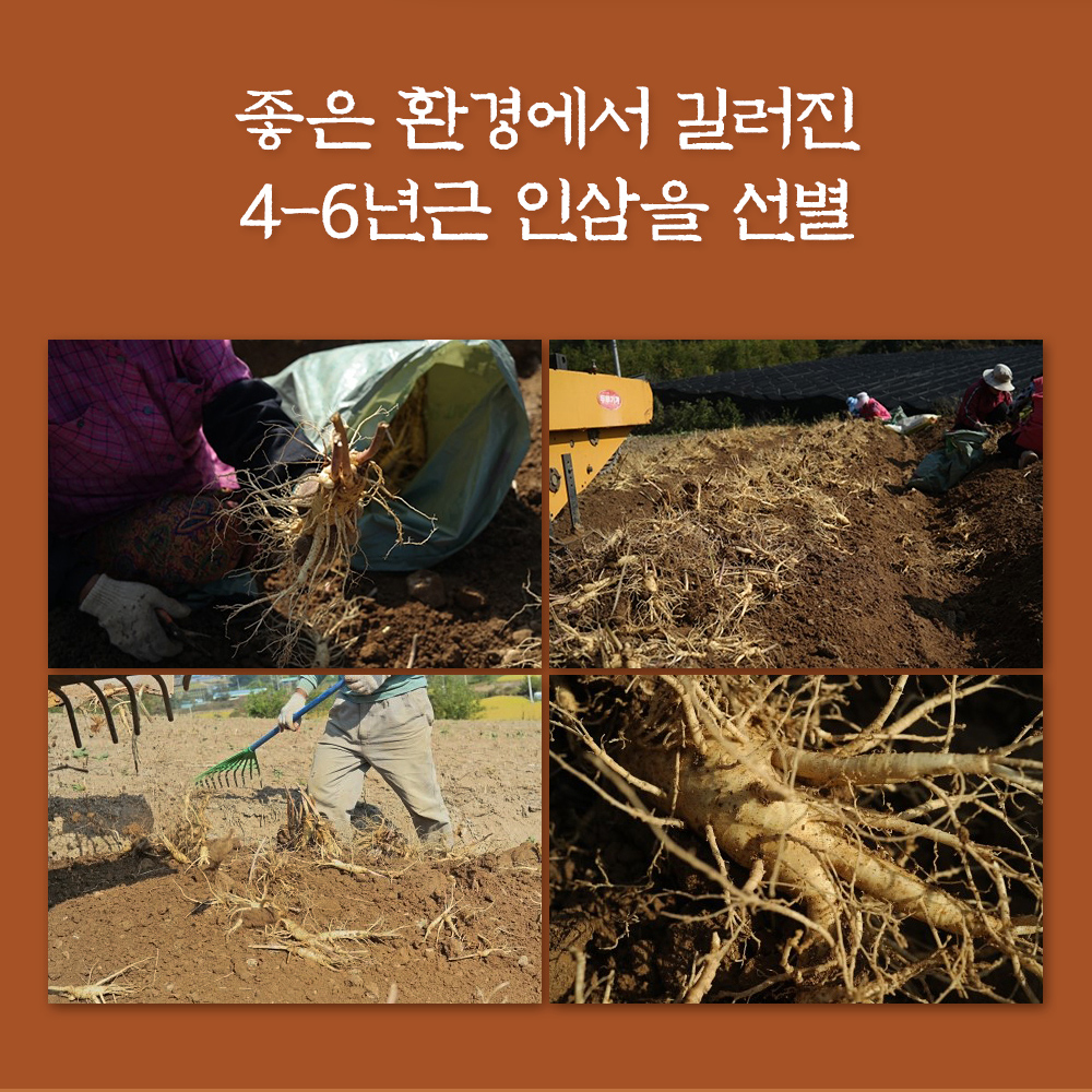 6년근 홍삼액 100ml 30포 즙 진액 엑기스 - 상세 이미지 4