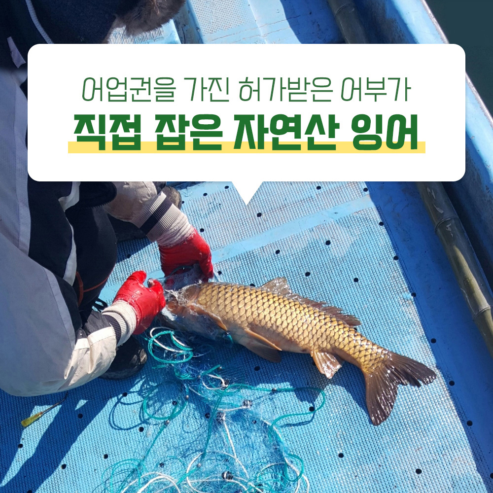 토종 잉어즙 100ml 30포 진액 엑기스 이미지 8