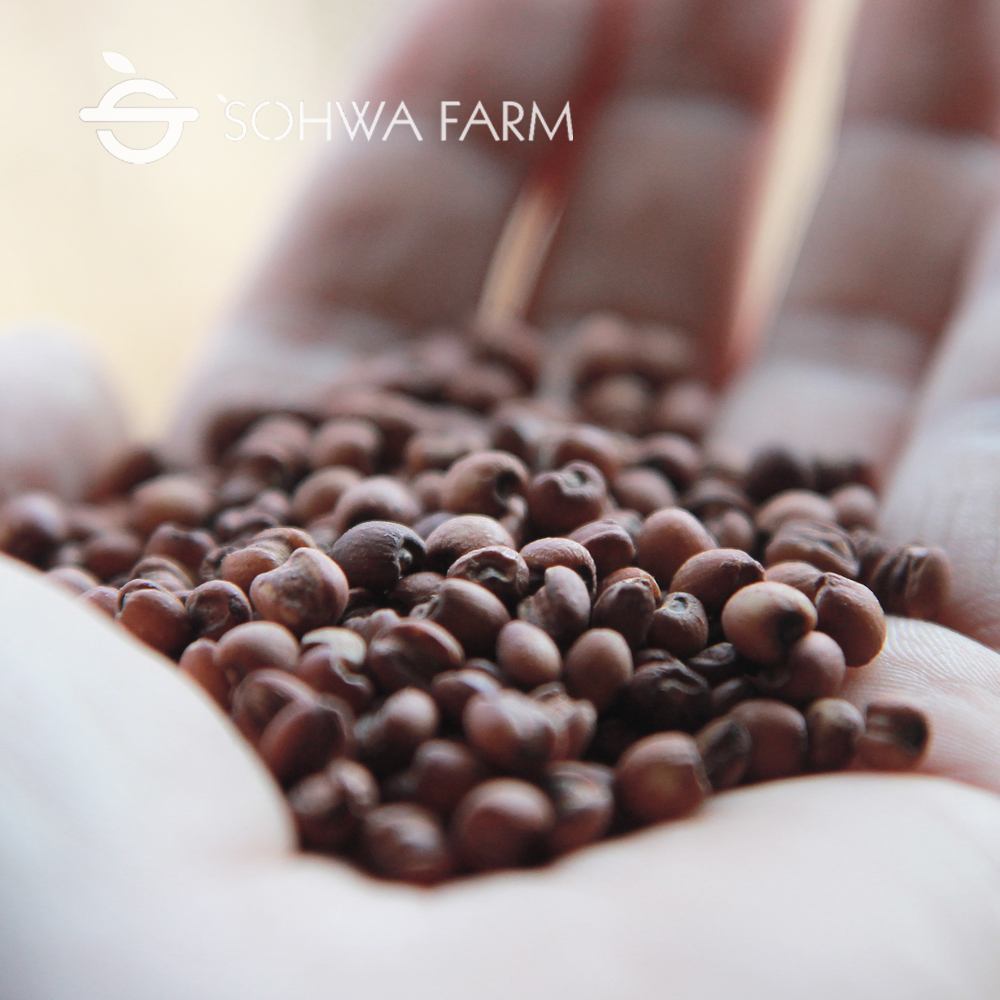 국산 볶은 현미율무 차 500g 율무차