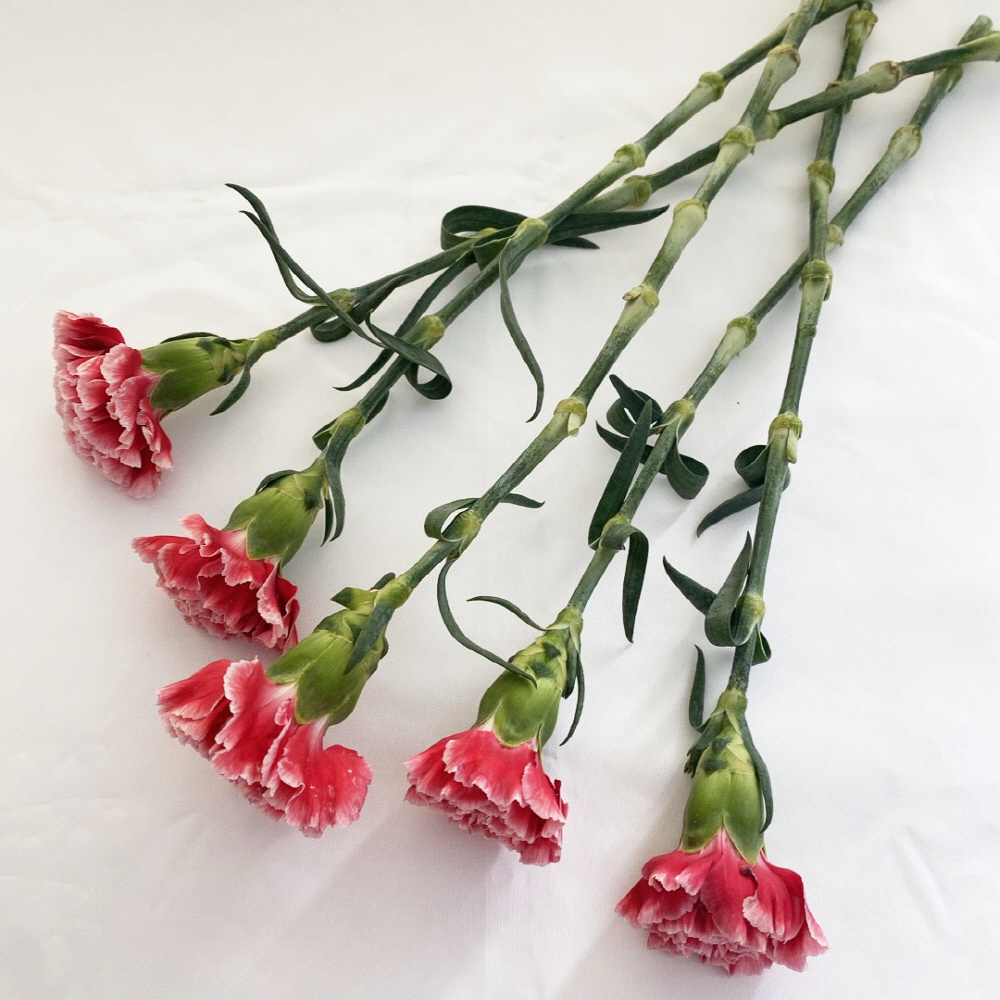 생화 카네이션 5송이 꽃다발 어버이날 스승의날 생화택배 - 상세 이미지 3