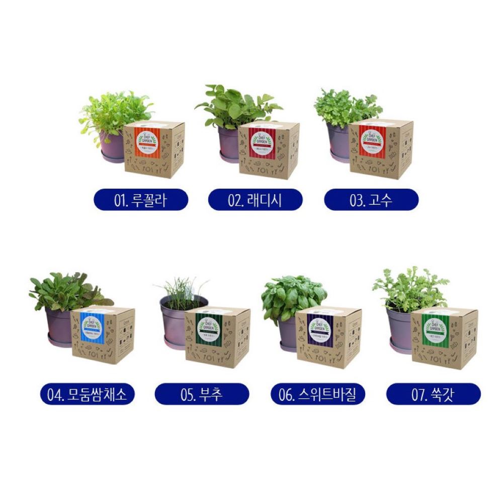 바질 키우기 모종 부추 씨앗 루꼴라 고수 - 상세 이미지 2