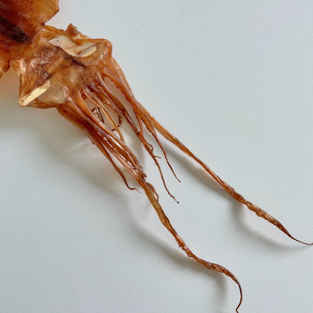 국산 쫄쫄이오징어 마른 건조 건오징어 배오징어 10마리