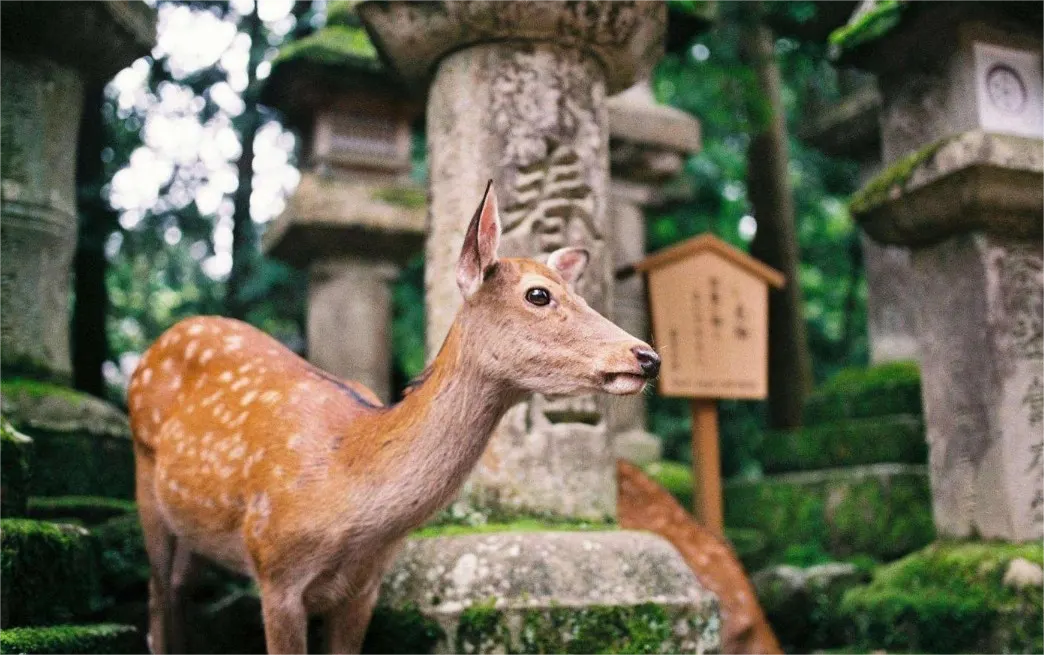 일본 기요미즈데라 & 후시미 이나리 신사 & 나라 공원 투어 (오사카/교토 출발) - 상품 이미지