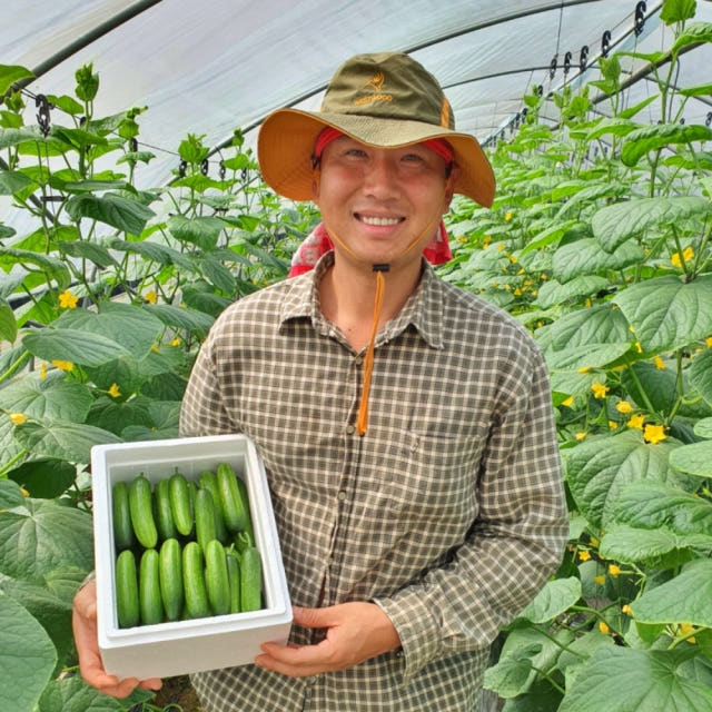 미니오이 스낵오이 1kg 작은 피클용 오이지용 농장