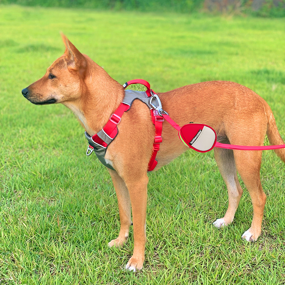 강아지 하네스 대형견하네스 앞섬방지 가슴줄 중형견 H형 진돗개 S