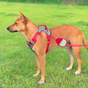 강아지 하네스 대형견하네스 앞섬방지 가슴줄 중형견 H형 진돗개 S 솔직 후기 | 실제 사용자 리뷰 총정리 - 상품 이미지 1