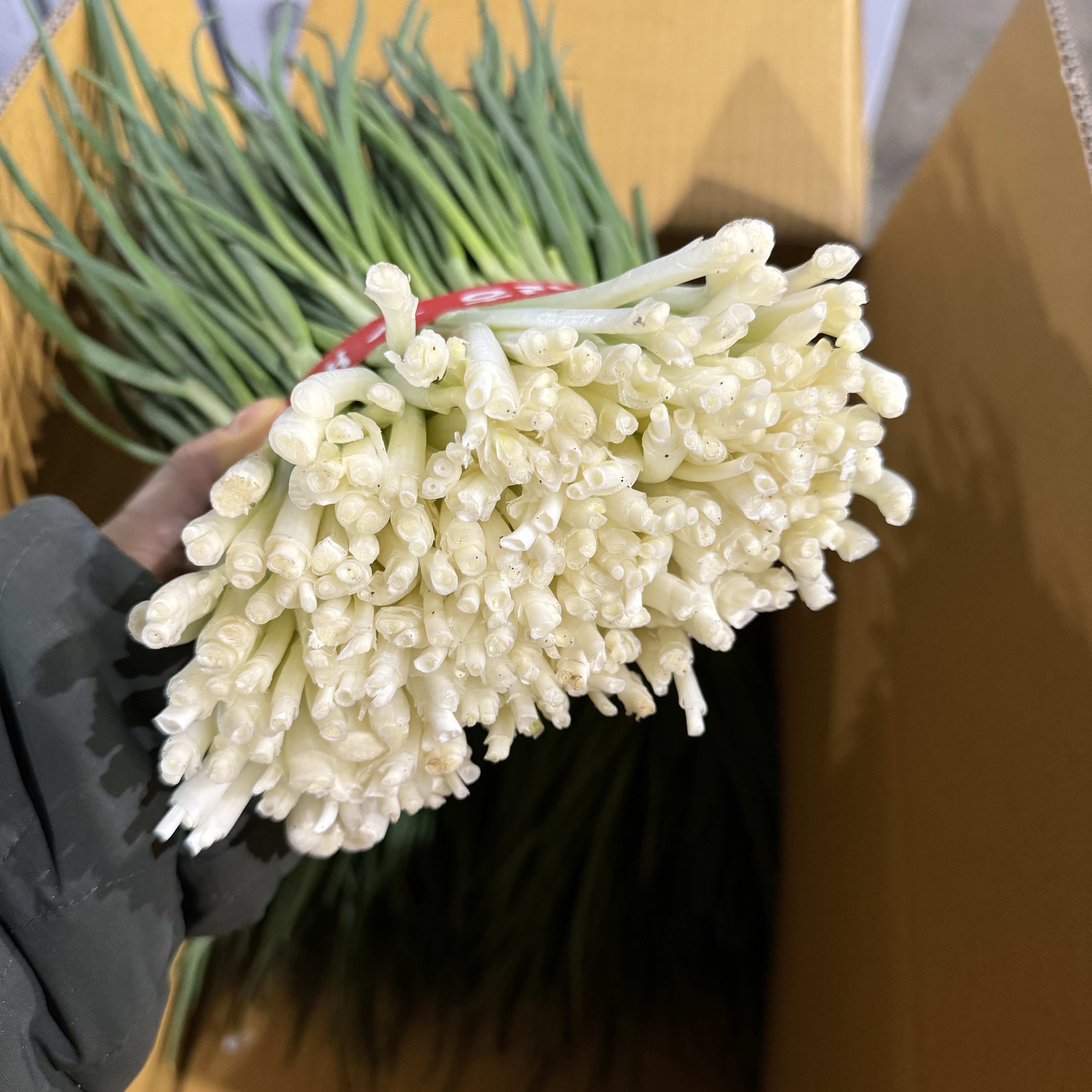 싱싱한 당일경매 제철 흙쪽파 최상품 손질 깐쪽파 잔파 실파 보성 제주 국내산 김장용 파김치 - 상세 이미지 3
